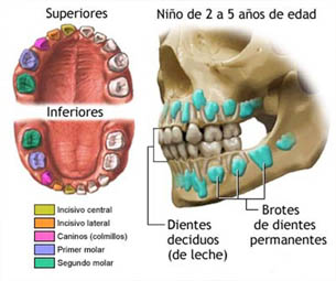 denticion